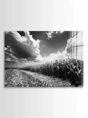 Cornfields