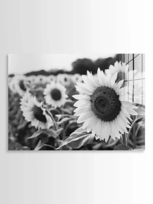 Sunflower Field