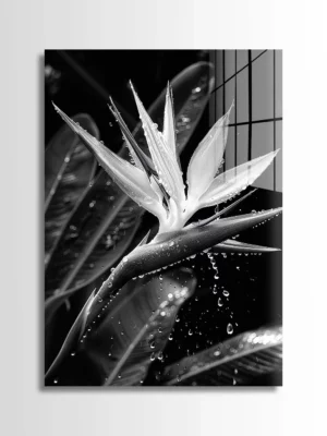 Wet Bird of Paradise