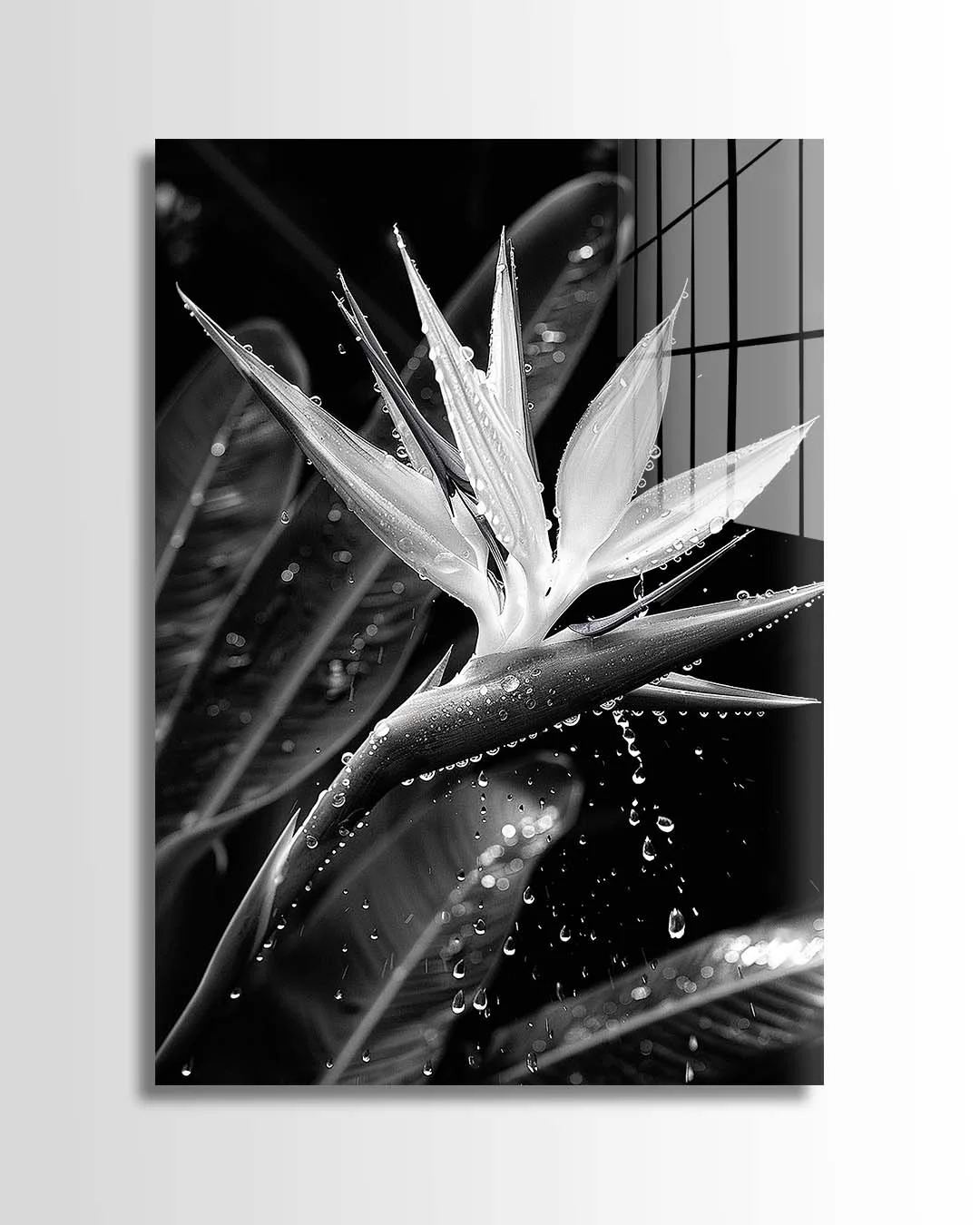 Wet Bird of Paradise