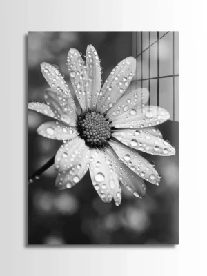 Wet Daisy