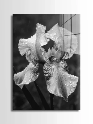 Wet Iris