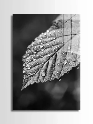 Wet Leaf