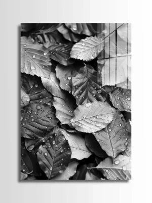 Wet Leaves