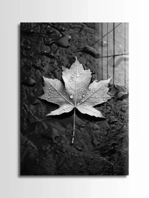 Wet Maple Leaf