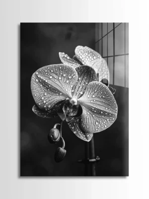 Wet Orchid
