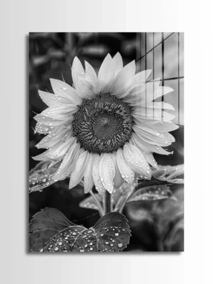 Wet Sunflower