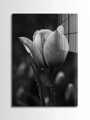 Wet Tulip
